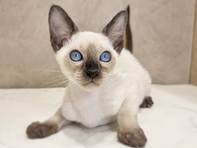 千葉県のシャム (ペッツファーストららぽーとTOKYO-BAY店/2025年11月29日生まれ/女の子/シールポイント)の子猫の1枚目の画像