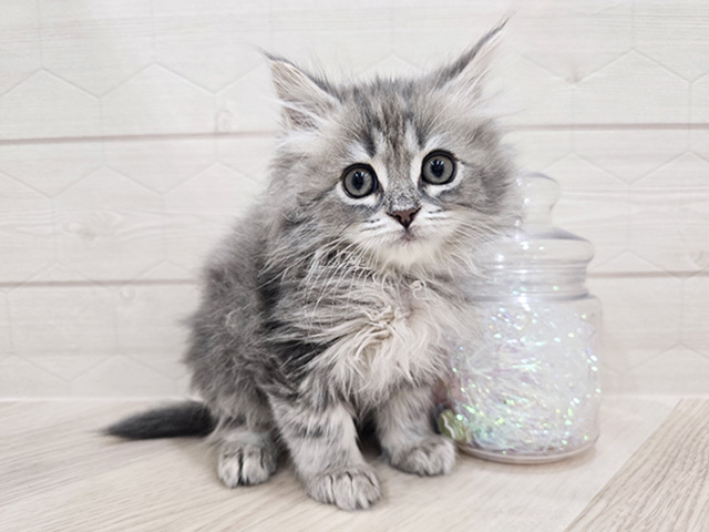 東京都のサイベリアン (ペッツファースト吉祥寺サンロード店/2025年11月30日生まれ/男の子/ブルータビー)の子猫の1枚目の画像