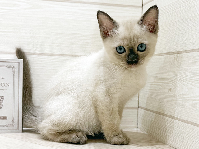 愛知県のトンキニーズ (ペッツファースト岡崎店/2025年11月30日生まれ/男の子/シャンパンミンク)の子猫の1枚目の画像