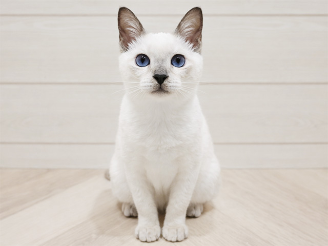 トンキニーズ, 性別 女の子, 誕生日 2025/11/29, 毛色 プラチナポイント, 出身 東京都, 店舗 吉祥寺本店(東京都), お問い合わせ番号 2509692