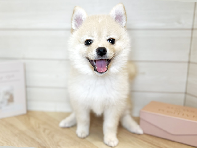 東京都のポメ柴/豆ポメ/ポメ豆柴(ポメラニアン×柴犬) (ペッツファースト麻布十番店/2025年12月2日生まれ/女の子/クリーム)の子犬の1枚目の画像