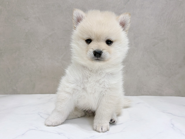 千葉県のポメ柴/豆ポメ/ポメ豆柴(ポメラニアン×柴犬) (ペッツファーストららぽーとTOKYO-BAY店/2025年12月2日生まれ/男の子/クリーム)の子犬の1枚目の画像