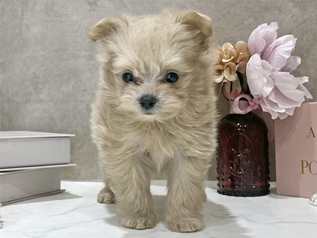東京都のポメプー(ポメラニアン×プードル) (ペッツファースト新宿店/2025年12月3日生まれ/女の子/アプリコット)の子犬の1枚目の画像