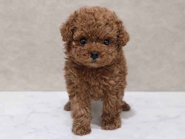 東京都のトイプードル(タイニー) (ペッツファースト中野店/2025年12月3日生まれ/男の子/レッド)の子犬の1枚目の画像