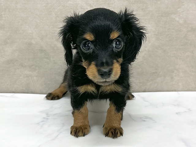 東京都のミニチュアダックスフンド(ロング) (ペッツファースト八王子多摩美大前店/2025年12月3日生まれ/女の子/ブラックタン)の子犬の1枚目の画像