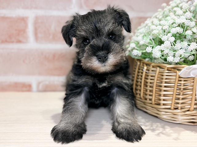 岡山県のミニチュアシュナウザー (ペッツファースト倉敷店/2025年12月3日生まれ/女の子/ソルトペッパー)の子犬