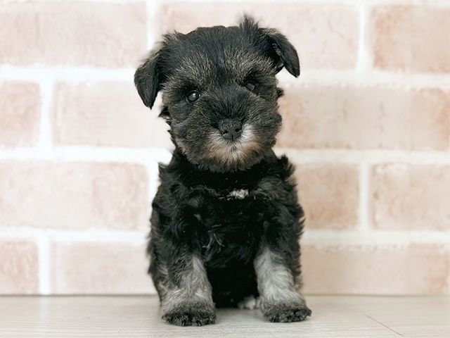 埼玉県のミニチュアシュナウザー (ペッツファーストさいたま新都心店/2025年12月3日生まれ/女の子/ソルトペッパー)の子犬