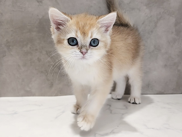 京都府のブリティッシュショートヘアー (ペッツファースト京都四条河原町店/2025年11月28日生まれ/女の子/ブラックゴールデンシェーデット)の子猫の1枚目の画像