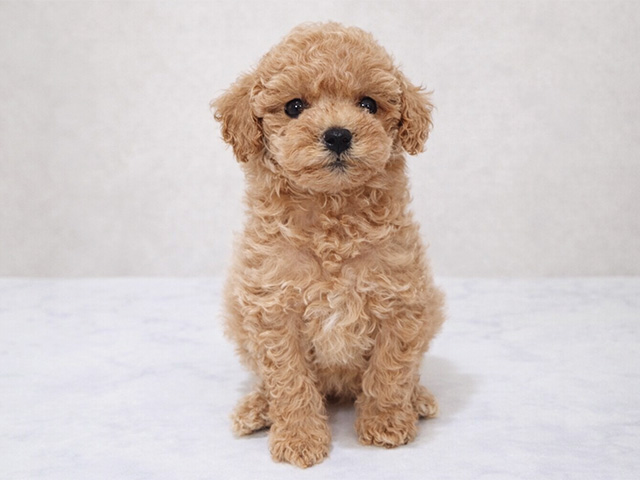 トイプードル