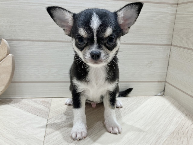 広島県のチワワ(スムース) (ペッツファースト広島府中店/2025年12月3日生まれ/男の子/ブラックタンホワイト)の子犬の1枚目の画像