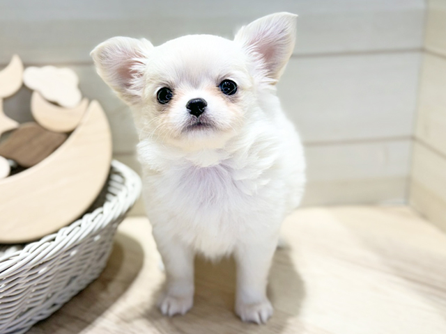 群馬県のチワワ(ロング) (ペッツファースト高崎店/2025年12月3日生まれ/女の子/クリーム)の子犬
