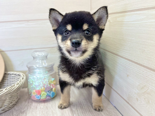 極小豆柴, 性別 男の子, 誕生日 2025/12/03, 毛色 黒, 出身 大分県, 店舗 大高店(愛知県), お問い合わせ番号 2535467