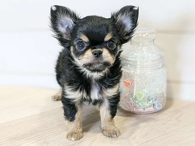 神奈川県のチワワ(ロング) (ペッツファースト川崎店/2025年12月3日生まれ/男の子/ブラックタン)の子犬の1枚目の画像
