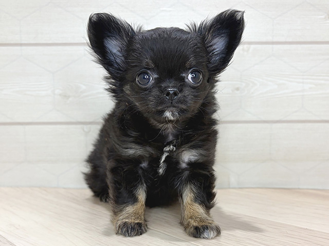 埼玉県のチワワ(ロング) (ペッツファーストレイクタウン店/2025年12月3日生まれ/女の子/ブラックタン)の子犬