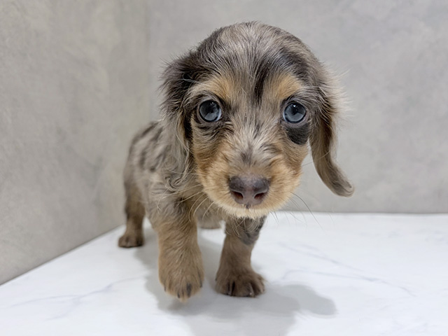 カニヘンダックスフンド