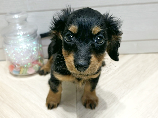 広島県のカニンヘンダックスフンド(ロング) (ペッツファースト広島府中店/2025年12月3日生まれ/女の子/ブラックタン)の子犬