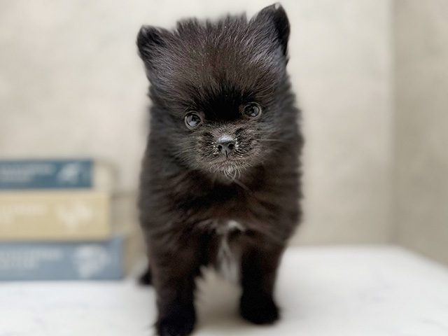 埼玉県のポメチワ/チワポメ/ポメチー(ポメラニアン×チワワ) (ペッツファースト川口店/2025年12月3日生まれ/男の子/ブラック)の子犬の1枚目の画像