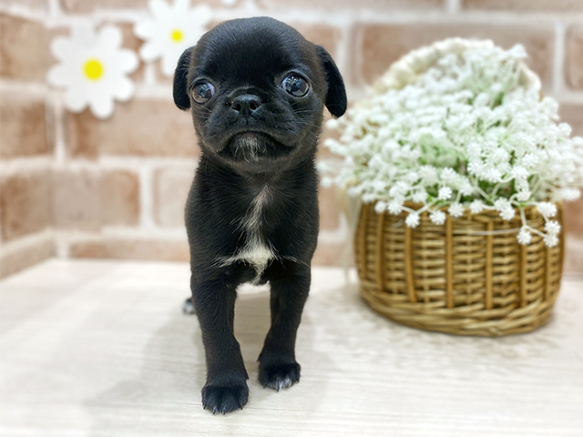 2025年12月3日生まれのチワパグ/パグチー(チワワ×パグ)