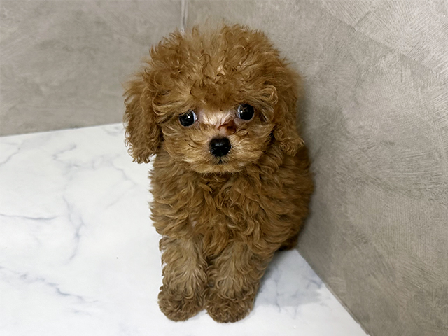 福岡県のトイプードル(ティーカップ) (ペッツファースト福津店/2025年11月30日生まれ/男の子/レッド)の子犬