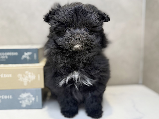 埼玉県のポメプー(ポメラニアン×プードル) (ペッツファースト川口店/2025年12月3日生まれ/女の子/ブラック)の子犬の1枚目の画像