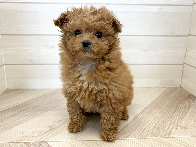 千葉県のポメプー(ポメラニアン×プードル) (ペッツファースト市川コルトンプラザ店/2025年12月3日生まれ/女の子/アプリコット)の子犬