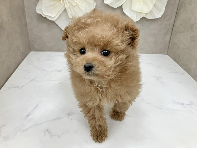 神奈川県のポメプー(ポメラニアン×プードル) (ペッツファースト久里浜店/2025年12月3日生まれ/男の子/アプリコット)の子犬の1枚目の画像