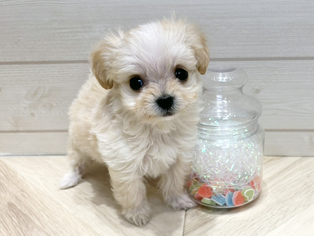 広島県のチワプー/プーチー(チワワ×プードル) (ペッツファースト広島府中店/2025年12月3日生まれ/男の子/クリーム)の子犬