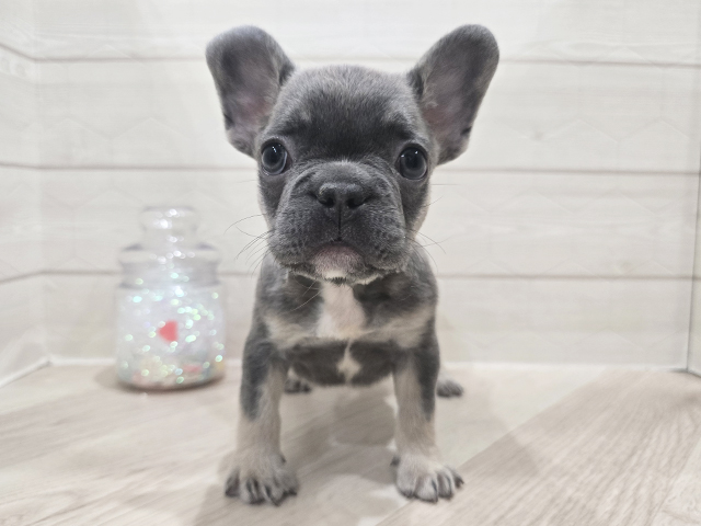 東京都のフレンチブルドッグ (ペッツファースト吉祥寺サンロード店/2025年12月2日生まれ/女の子/ライラックタン)の子犬