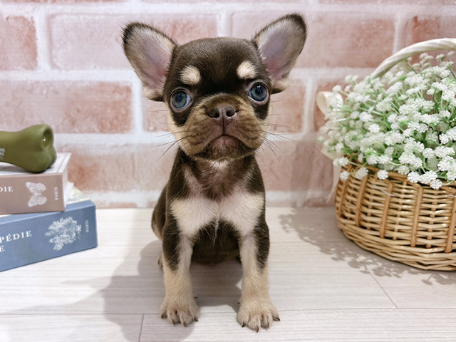 フレンチブルドッグ