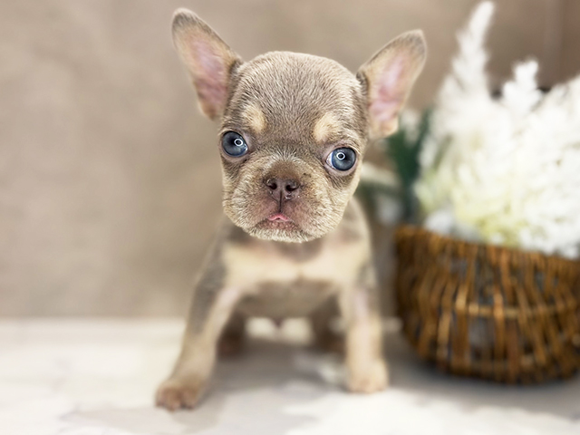 大阪府のフレンチブルドッグ (ペッツファースト茶屋町店/2025年12月3日生まれ/男の子/イザベラタン)の子犬の1枚目の画像