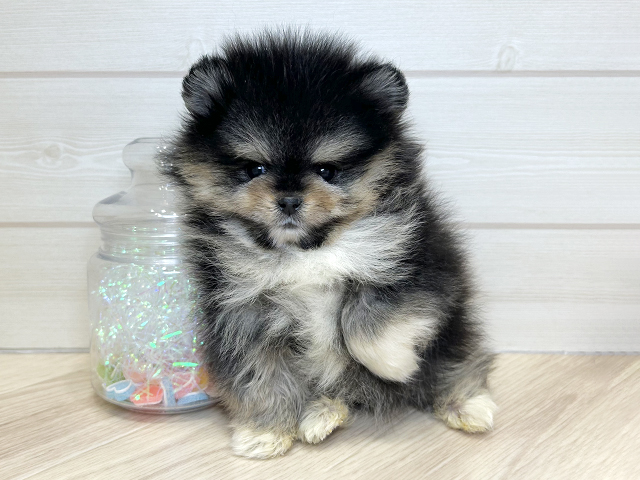 大阪府のポメラニアン (ペッツファーストららぽーと門真店/2025年12月3日生まれ/男の子/ブラックタンホワイト)の子犬の1枚目の画像