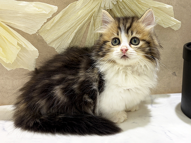 兵庫県のマンチカン (ペッツファースト神戸三宮センター街店/2025年11月20日生まれ/女の子/ブラウンタビーホワイト)の子猫の1枚目の画像