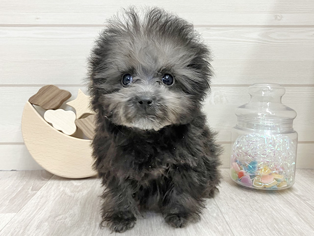 愛知県のトイプードル(ティーカップ) (ペッツファースト大高店/2025年11月30日生まれ/男の子/シルバー)の子犬の1枚目の画像