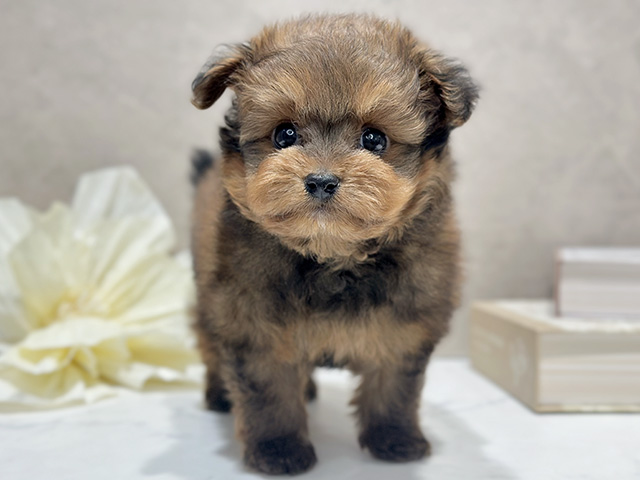 東京都のポメプー(ポメラニアン×プードル) (ペッツファースト代官山店/2025年12月3日生まれ/男の子/レッドフォーン)の子犬の1枚目の画像