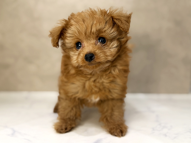 東京都のポメプー(ポメラニアン×プードル) (ペッツファーストららぽーと立川立飛店/2025年12月3日生まれ/男の子/レッド)の子犬の1枚目の画像