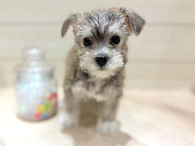 ミニチュアシュナウザーミックス