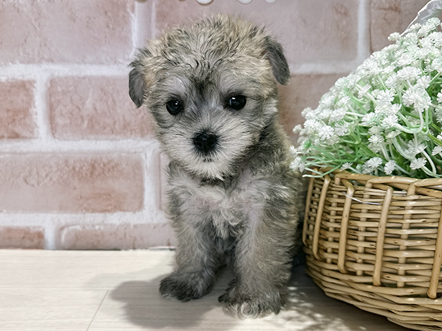 岡山県のシュナマル/マルシュナ(シュナウザー×マルチーズ) (ペッツファースト倉敷店/2025年12月2日生まれ/女の子/ウィートン)の子犬