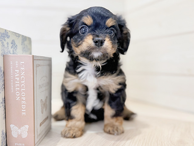 大阪府のキャバチワ/チワキャバ(キャバリア×チワワ) (ペッツファースト梅田店/2025年12月2日生まれ/男の子/ブラックタン)の子犬の1枚目の画像