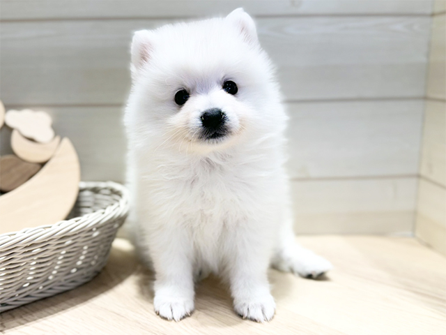 群馬県の日本スピッツ (ペッツファースト高崎店/2025年12月1日生まれ/男の子/ホワイト)の子犬の1枚目の画像