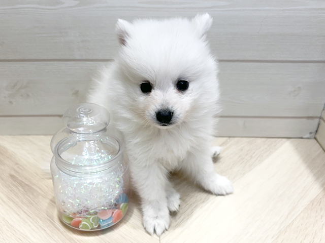 広島県の日本スピッツ (ペッツファースト広島府中店/2025年12月1日生まれ/女の子/ホワイト)の子犬