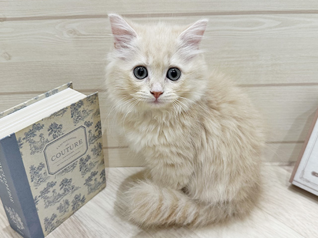 愛知県のサイベリアン (ペッツファースト岡崎店/2025年11月20日生まれ/女の子/クリームタビー)の子猫の1枚目の画像
