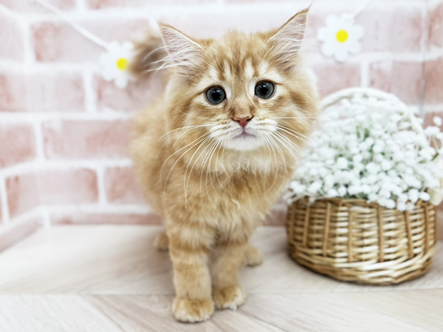 東京都のサイベリアン (ペッツファーストfor cats武蔵小山店/2025年11月12日生まれ/男の子/レッドタビー)の子猫の1枚目の画像