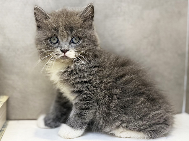 埼玉県のサイベリアン (ペッツファースト川口店/2025年12月4日生まれ/男の子/ブルーホワイト)の子猫の1枚目の画像