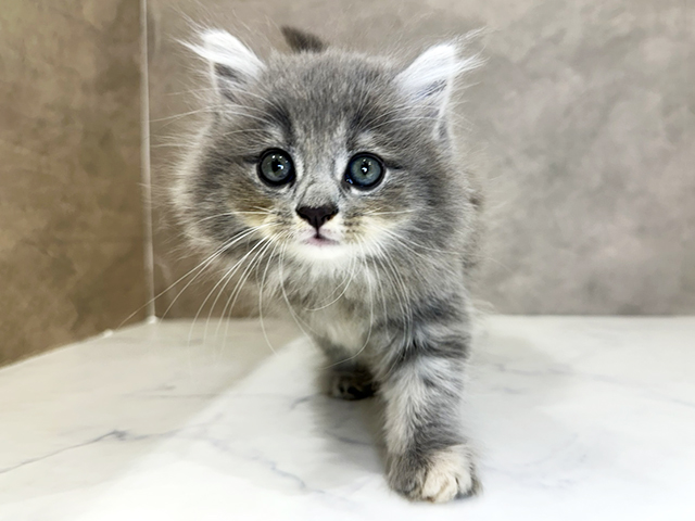 2025年12月4日生まれのサイベリアン