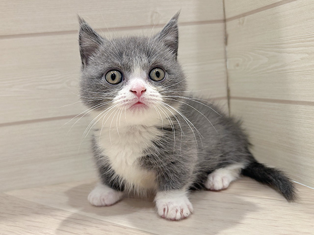 東京都のマンチカン (ペッツファースト豊洲店/2025年12月4日生まれ/男の子/ブルーホワイト)の子猫の1枚目の画像