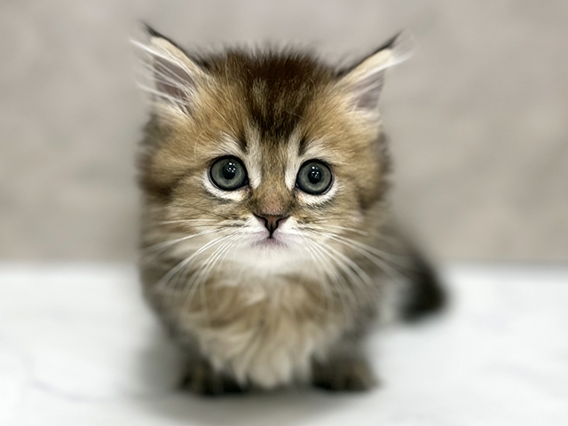 東京都のマンチカン (ペッツファースト池袋店/2025年12月4日生まれ/女の子/ゴールデン)の子猫