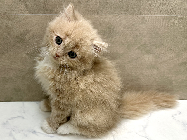 福岡県のラガマフィン (ペッツファースト福津店/2025年12月4日生まれ/男の子/クリームタビーホワイト)の子猫の1枚目の画像