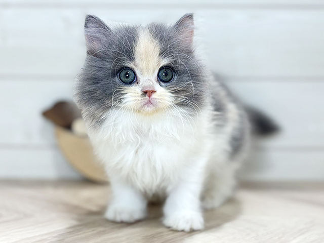 東京都のラガマフィン (ペッツファースト吉祥寺本店/2025年12月4日生まれ/女の子/ダイリュートキャリコ)の子猫の1枚目の画像