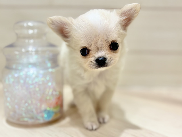 大阪府のチワワ(ロング) (ペッツファーストららぽーと門真店/2025年12月3日生まれ/女の子/クリーム)の子犬の1枚目の画像