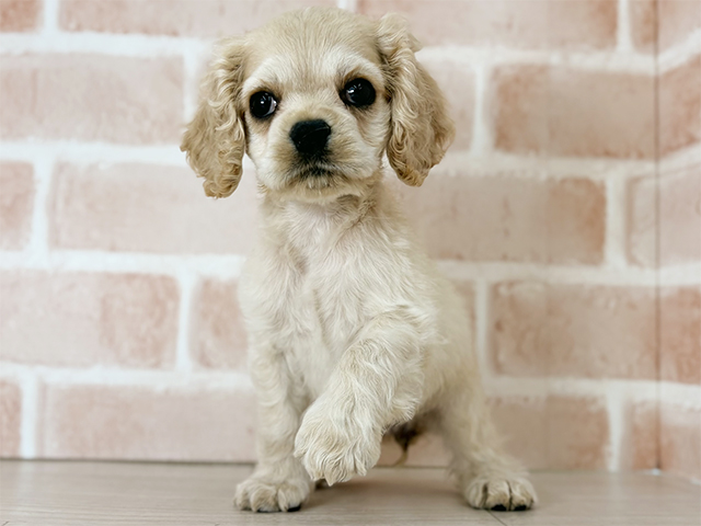 埼玉県のアメリカンコッカースパニエル (ペッツファーストさいたま新都心店/2025年12月4日生まれ/女の子/バフ)の子犬